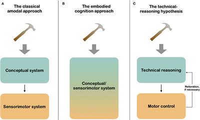 On the Temporal Dynamics of Tool Use